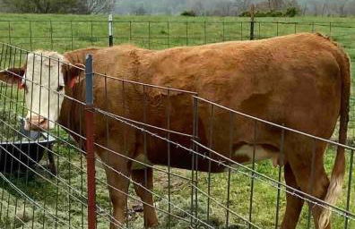 The Varnadoe Villa- Farm Stay - Foto 48