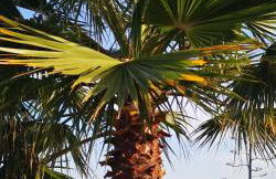 CASA JAN with pool, mountain and sea views. - Foto 27