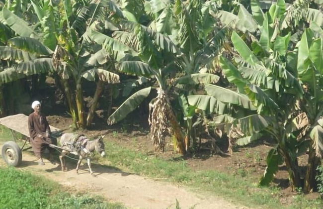 Home Sweet Home Luxor Apartments - Foto 13