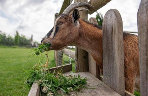 Obst- und Ferienhof Gomeringer - Foto 16