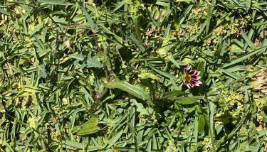 Altura Inn Cottage - Foto 2, Garden