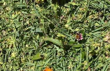 Altura Inn Cottage - Photo 2