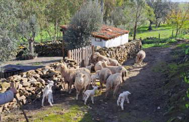 Casa Júlia - Monte das Sorraias - Foto 49