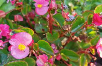 Holiday Home für 4 Personen ca- 65 m² in Brod Moravice- Gespanschaft Primorje-Gorski - G by Interhome - Foto 8