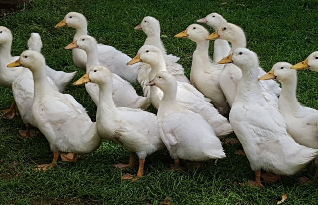 Farm Ferienhof Albert - Photo 14