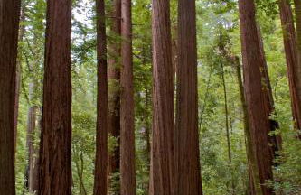 Amazing Oceanview 2 bedroom Oceanfront! by OceanviewHotTubs Shelter Cove, CA Tesla EV Station - Foto 43