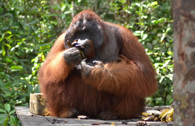 Houseboat Bee Kelotok - Foto 53