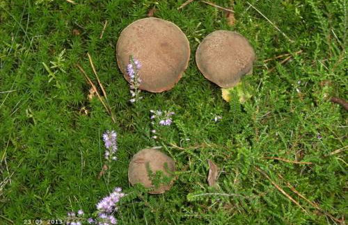 Ferienwohnung Huus ton witten Barg - Foto 9