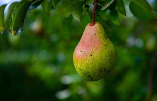 Apartment ADAM - Foto 37