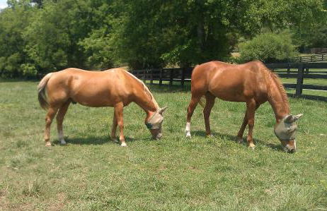 Full Circle Farm Inn - Foto 17