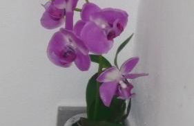 La casa di Balto, un nido per 2 - Foto 44