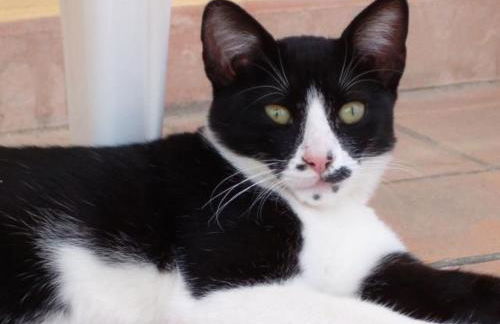 Apartment Ferienappartement mit Garten und Panoramablick by Interhome - Foto 9