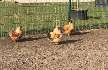 Ferienhaus Kleiner Onkel, Seeblick, Angeln, Sauna, ruhige Lage - Foto 44