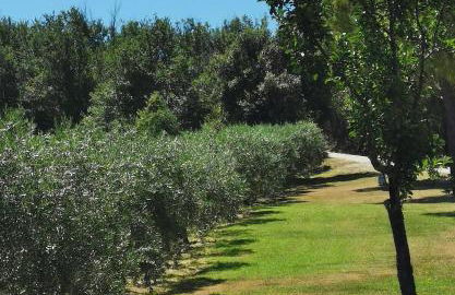 Villa Giulia, a splendid farmhouse in the Marche region - Foto 14