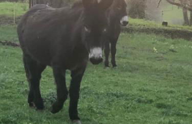 Maison confort à la campagne - Foto 24