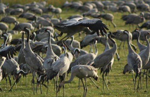 Ferienhaus Kranich - Foto 38