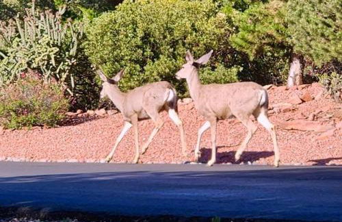 Sedona StarGazing Retreat Glowing Red Rock views - Foto 56