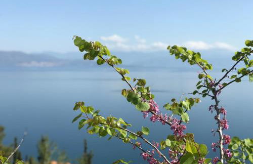 Platanos Villa - Foto 8