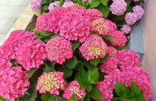 Holiday House Fantasy With Pool - Foto 71