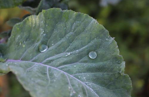 Casa do Quintalão - Foto 39