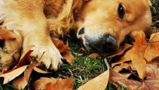 Bienvenue à la ferme - Foto 5