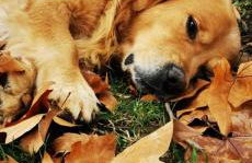 Bienvenue à la ferme - Foto 5