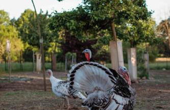 Shropshire House - Foto 12