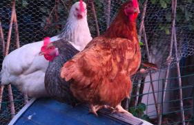 Bel appartement cosy indépendant, jolie terrasse - Foto 25