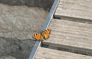 Flotillen Segeln in Griechenland inklusive Skipper und Tourguide 7 Nächte mit 7 Inseln im Ionischen Meer An- und Abreise SAMSTAG Kojencharter und Mitsegeln - Foto 10