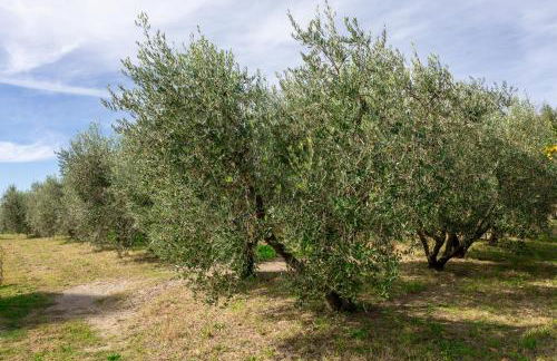 Agriturismo La Collina - Foto 58