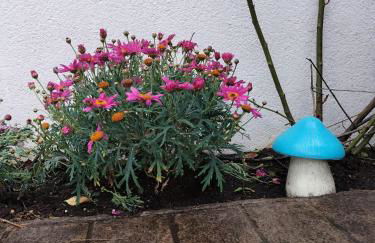 El Madroño de la Encantada - Foto 10