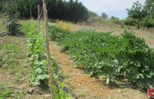Agriturismo le Spighe - Fattoria Bertaccini - Foto 85