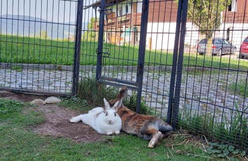 Fuchsbauernhof - Foto 21