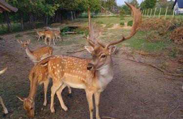 Domki Na Wiosce - Foto 27