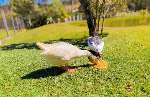 Recanto Lavivida - Conexão com a natureza - Foto 51