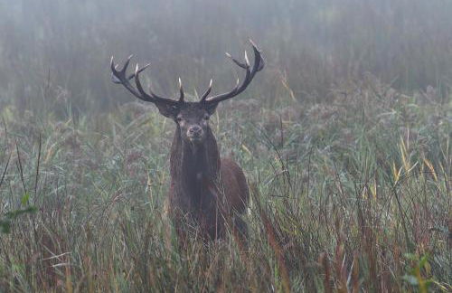 Tiny House am Waldrand - Foto 36