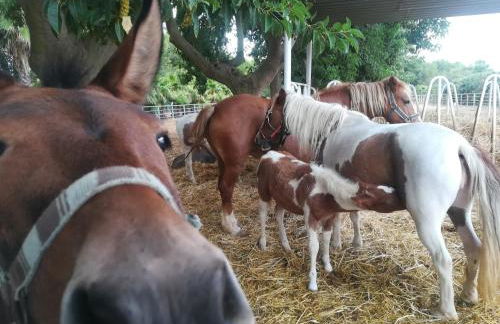 Agriturismo Torrevecchia - Foto 15