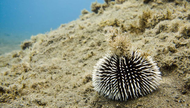 Los Cristianos PADI Open Water Scuba Diving Course - Photo 3