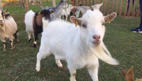 Charmant Logis a la campagne - Foto 5