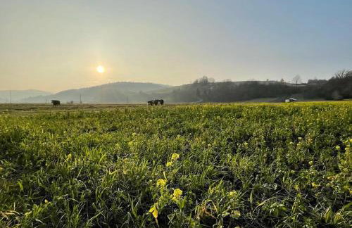 U Ewy pod Brzozami - Foto 54