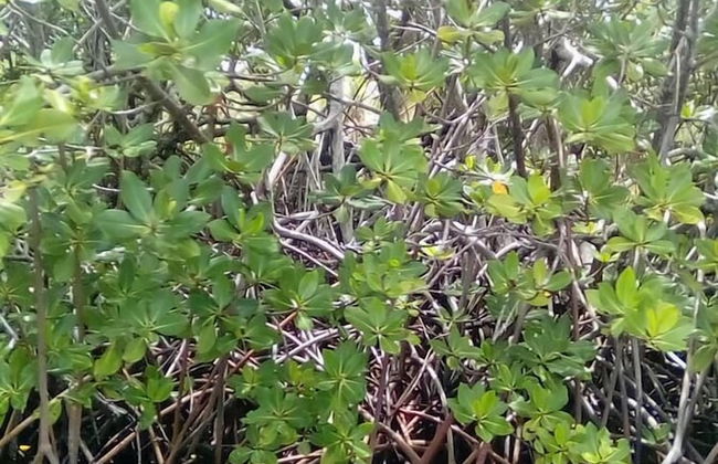 Mahun on the Lagoon Bungalows - Photo 14