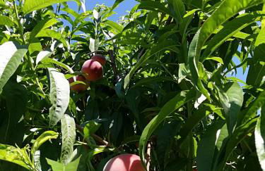 Ansitz Grustdorf - Foto 66