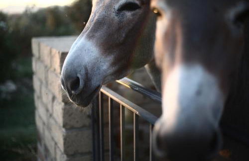 Agriturismo Casale San Benedetto - Foto 34