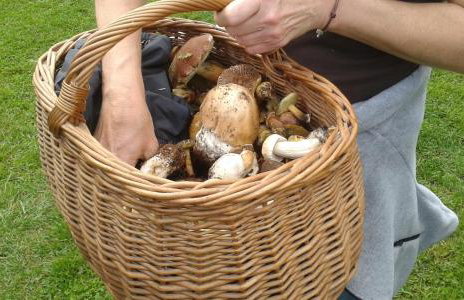 Pod tulipanem nad jeziorem - Foto 37