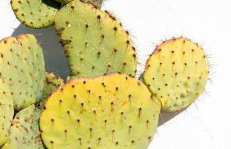 Masseria Trulli&Stelle B&B - Foto 17