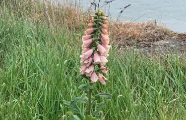 The Wendy House - Foto 37