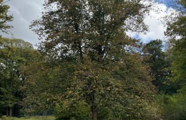 Country house in Forest of Rambouillet - Foto 21