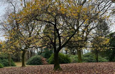 Lovely Carlung House - Foto 9