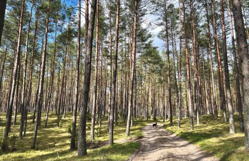 Raj na Kaszubach - Pałubicka Bór - Domy na Wynajem - Foto 52