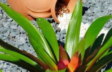 Quinta dos Sentidos Eco Nature Retreat in Azores - Photo 28